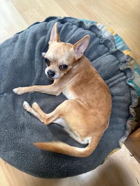 Teddy  kleiner Chihuahua-Junge