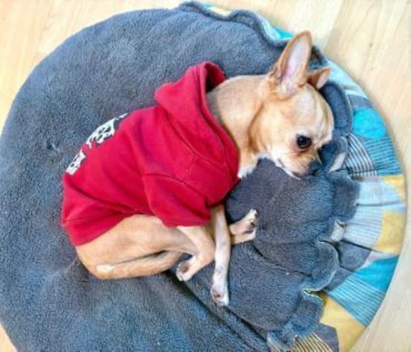 Teddy  kleiner Chihuahua-Junge