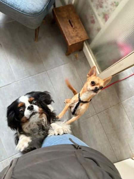 Teddy  kleiner Chihuahua-Junge