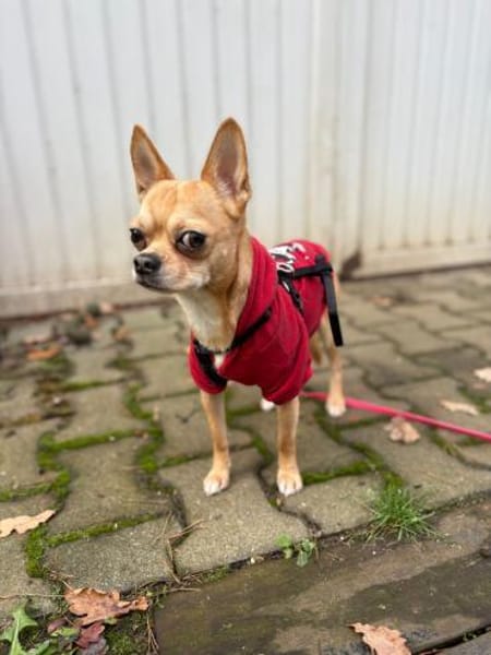 Teddy  kleiner Chihuahua-Junge