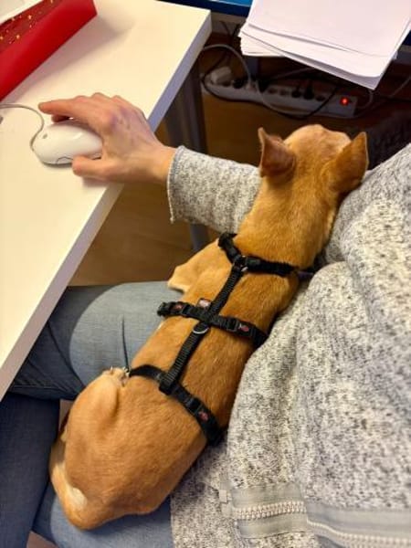 Teddy  kleiner Chihuahua-Junge