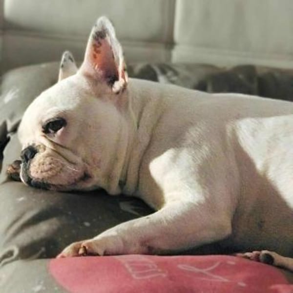 Lulu - ist ausgeglichen