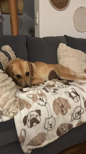 Zuhause gesucht für Grace