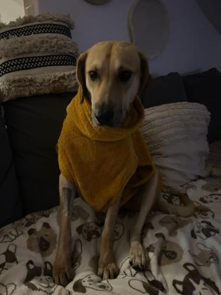 Zuhause gesucht für Grace