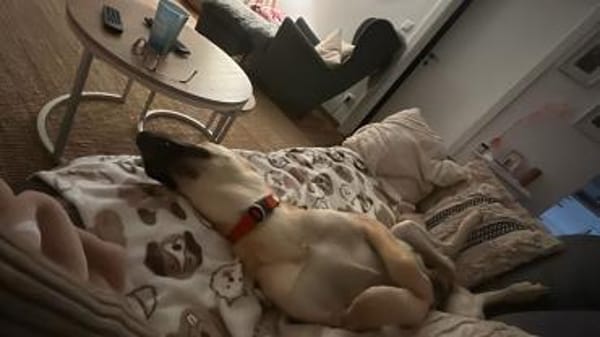 Zuhause gesucht für Grace