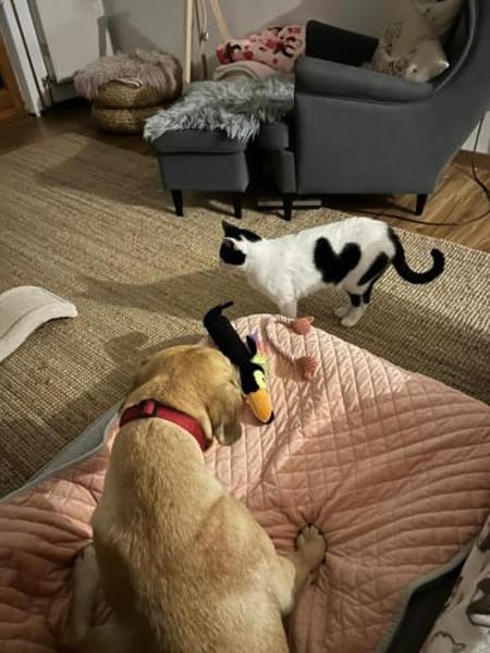 Zuhause gesucht für Grace