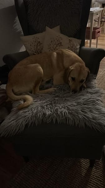 Zuhause gesucht für Grace