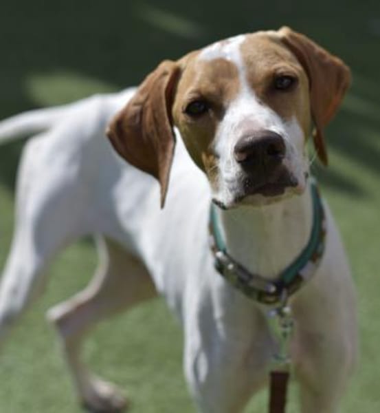 PLUTO - Zuckerschnute sucht Zuhause!