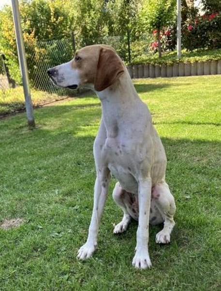 PLUTO - Zuckerschnute sucht Zuhause!