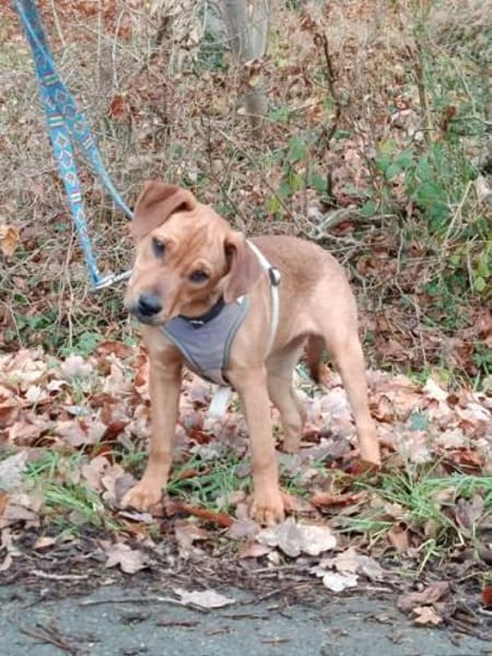 🐾 Kiara sucht ihr Für-immer-Zuhause! 🐾