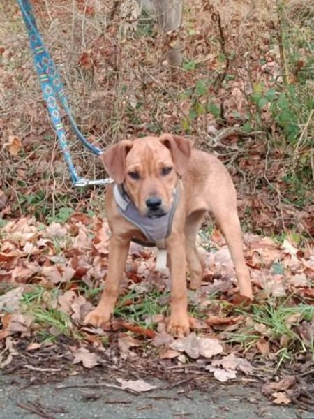 🐾 Kiara sucht ihr Für-immer-Zuhause! 🐾