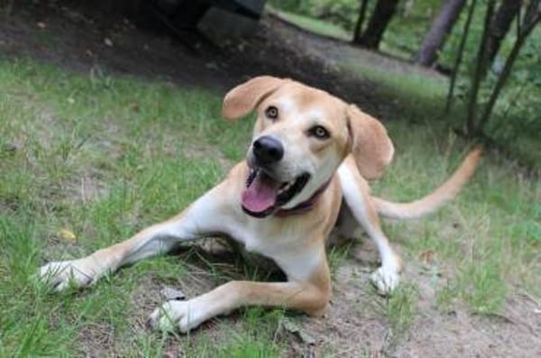 Klaas Knopf - toller Familienhund