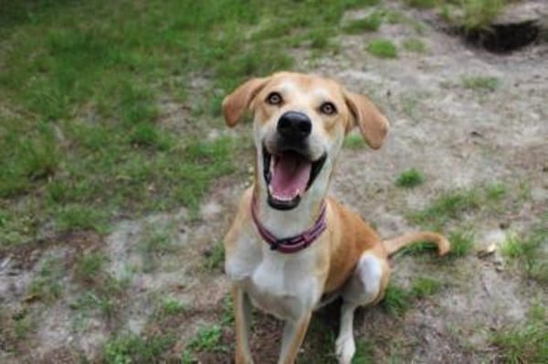 Klaas Knopf - toller Familienhund