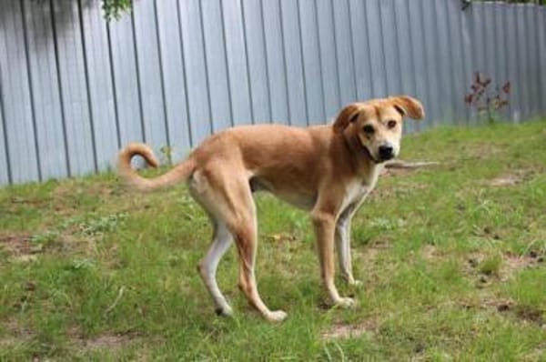 Klaas Knopf - toller Familienhund