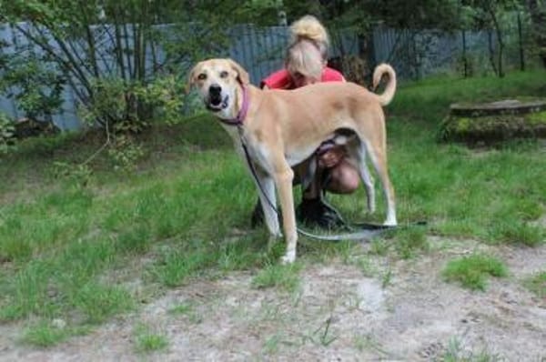Klaas Knopf - toller Familienhund