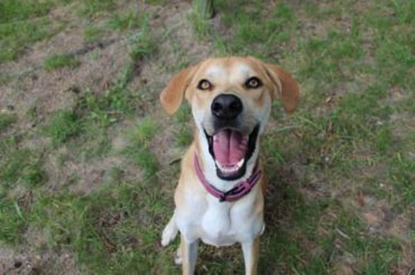 Klaas Knopf - toller Familienhund