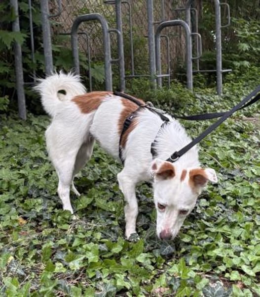 Pamela,aufgeweckt, lernwillig,verschmust