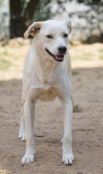 Carina, Pflegestelle in NRW