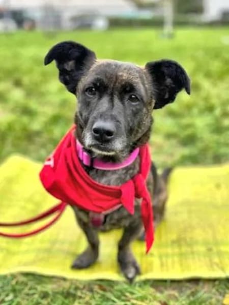 MASHA - auf Pflegestelle in NRW