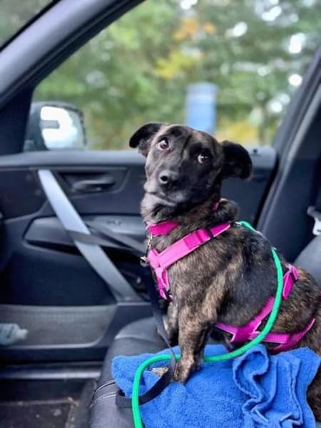 MASHA - auf Pflegestelle in NRW