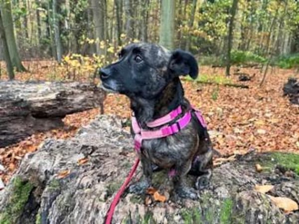 MASHA - auf Pflegestelle in NRW