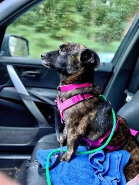 MASHA - auf Pflegestelle in NRW