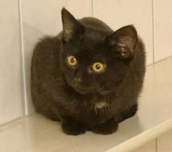 Baghi, süßer Jungkater