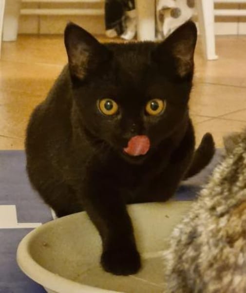 Baghi, süßer Jungkater