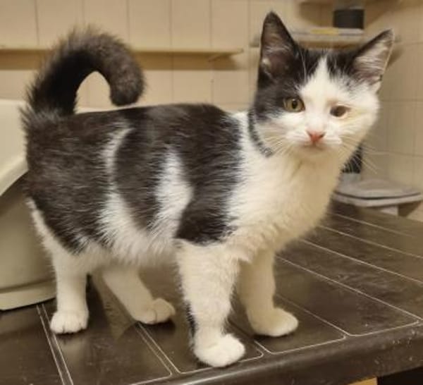 Freddy, Jungkater mit kl. Handicap