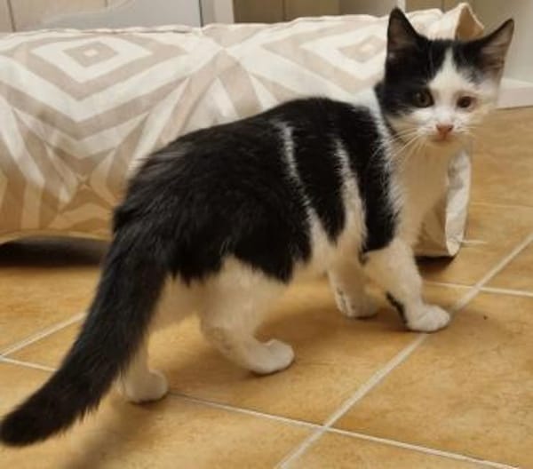 Freddy, Jungkater mit kl. Handicap