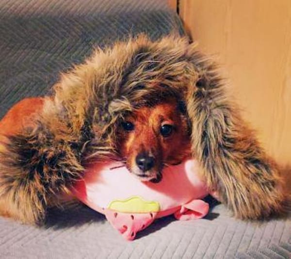 Lass ein Wintermärchen war werden