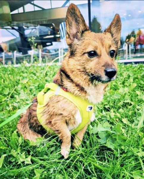 Lass ein Wintermärchen war werden