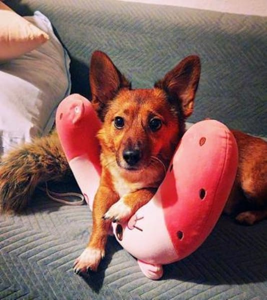 Lass ein Wintermärchen war werden