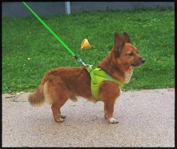 Lass ein Wintermärchen war werden