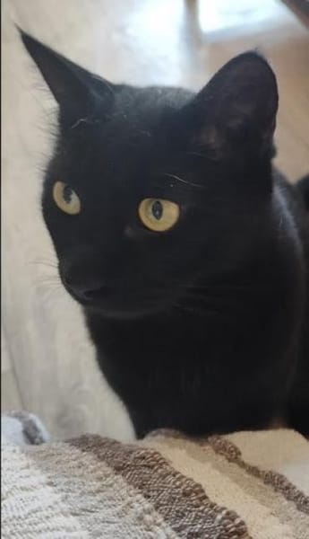 Einzelprinz Blacky in 86154 Augsburg