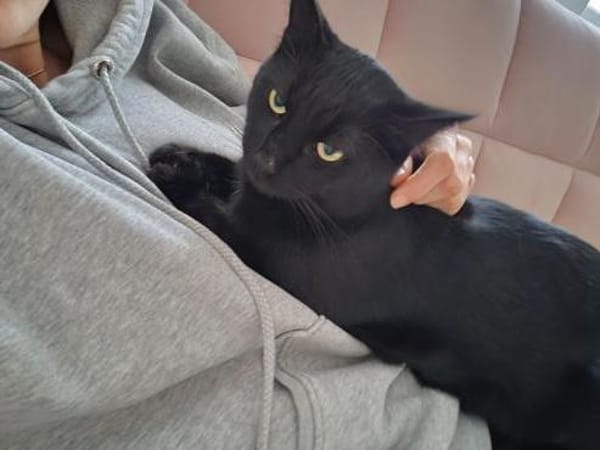 Einzelprinz Blacky in 86154 Augsburg