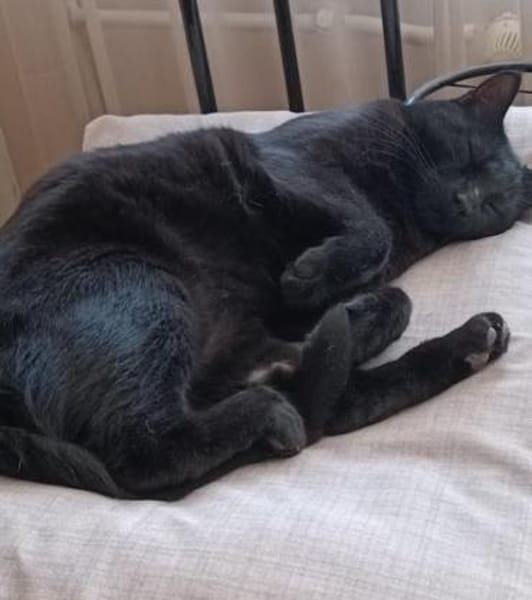 Einzelprinz Blacky in 86154 Augsburg