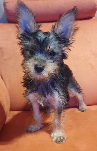 Drei kleine Yorki Mixe suchen ihr Glück