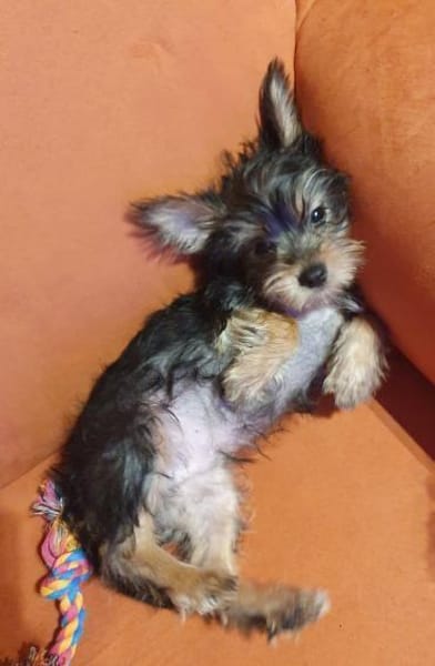 Drei kleine Yorki Mixe suchen ihr Glück