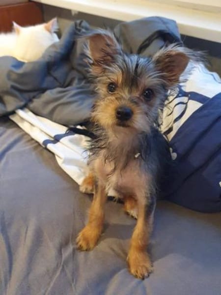 Drei kleine Yorki Mixe suchen ihr Glück