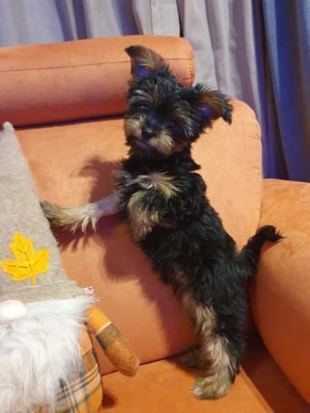 Drei kleine Yorki Mixe suchen ihr Glück