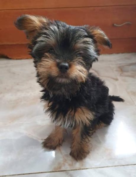 Drei kleine Yorki Mixe suchen ihr Glück