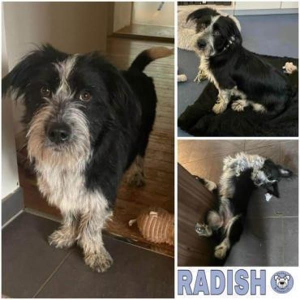 RADISH -sehr menschenbezogen & verschmus