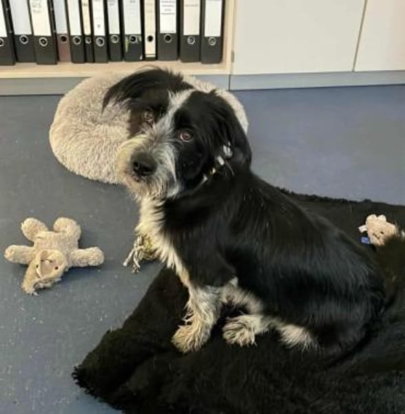 RADISH -sehr menschenbezogen & verschmus