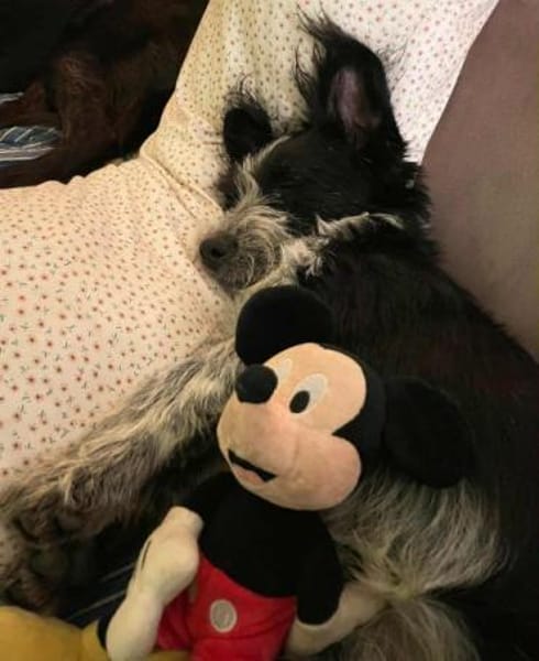 RADISH -sehr menschenbezogen & verschmus