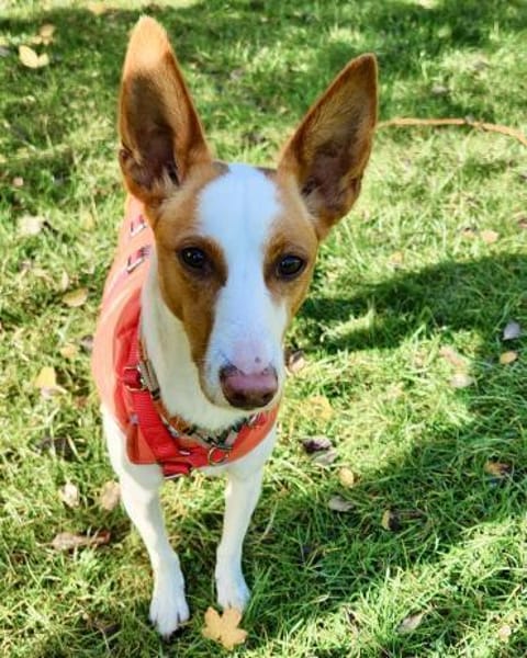 Sanfte Nami wartet in 13509 Berlin