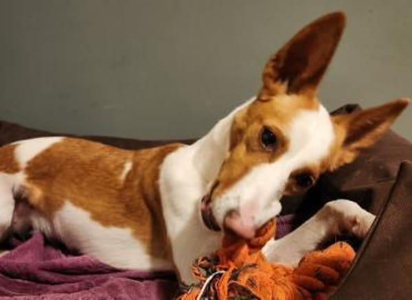 Sanfte Nami wartet in 13509 Berlin