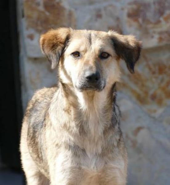 Simona - wer gibt ihr ein Zuhause?