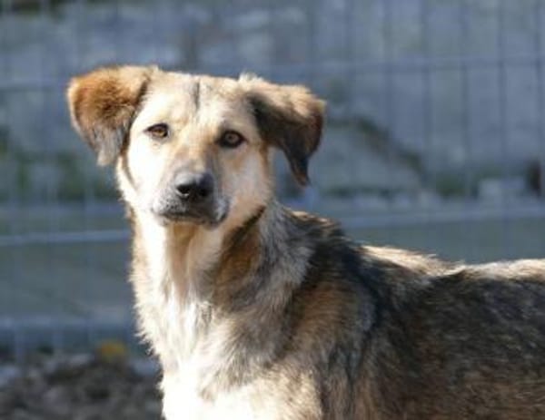 Simona - wer gibt ihr ein Zuhause?