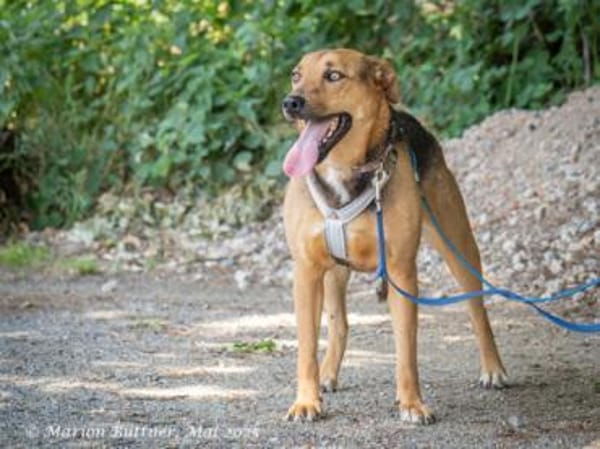 Frieda ist eine freundliche Hündin